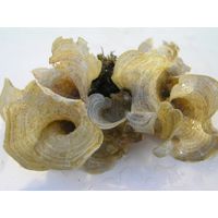 Padina pavonia