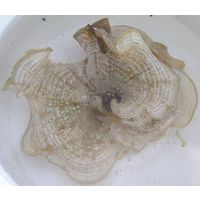 Padina pavonia