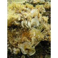 Padina pavonia