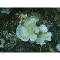 Padina pavonia