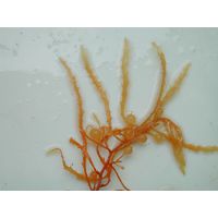 Sargassum