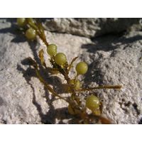 Sargassum vulgare