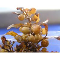 Sargassum vulgare