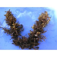 Sargassum vulgare