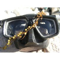 Sargassum vulgare