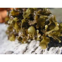 Sargassum vulgare