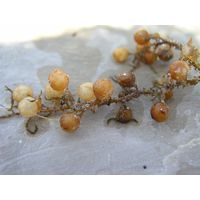 Sargassum vulgare