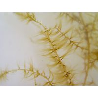 Sporochnus pedunculatus