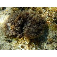 Stypocaulon scoparium