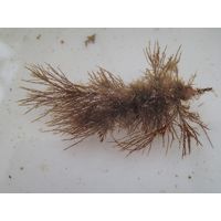 Stypocaulon scoparium