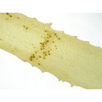Taonia atomaria