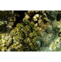 Turbinaria decurens