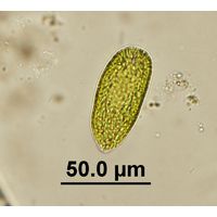 Gonyostomum semen
