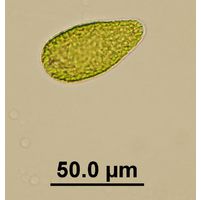 Gonyostomum semen