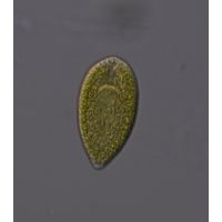 Gonyostomum semen