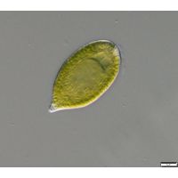 Gonyostomum semen