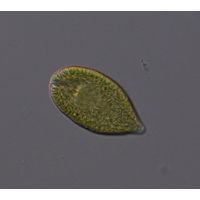 Gonyostomum semen