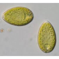 Vacuolaria