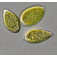 Vacuolaria