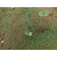 Botrydium granulatum