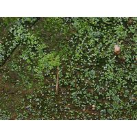 Botrydium granulatum