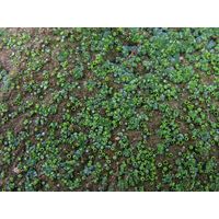 Botrydium granulatum