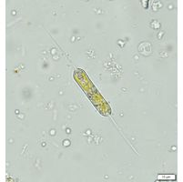 Centritractus
