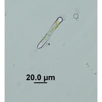 Characiopsis sublinearis