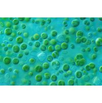 Ellipsoidion regulare