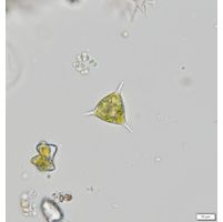 Goniochloris spinosa