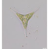 Goniochloris falax