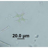 Isthmochloron lobulatum