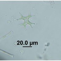 Isthmochloron lobulatum