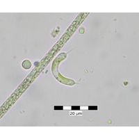 Ophiocytium bicuspidatum