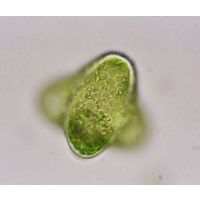 Tetraedriella polychloris