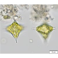 Tetraplektron laevis