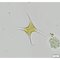 Tetraplektron