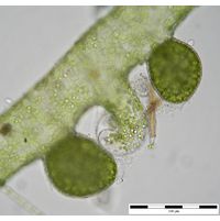 Vaucheria sessilis