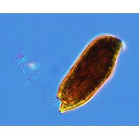 Cryptomonas reflexa