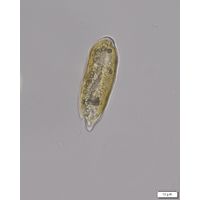 Cryptomonas curvata