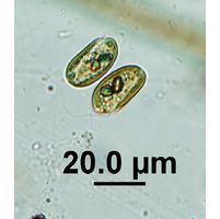 Cryptomonas obovata