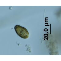 Cryptomonas sp.