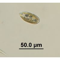 Cryptomonas sp. 
