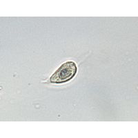 Plagioselmis nannoplanctonica