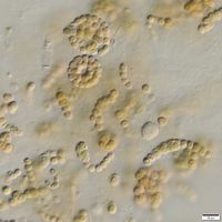 cf. Nostoc