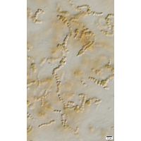 cf. Nostoc