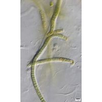 cf. Scytonematopsis