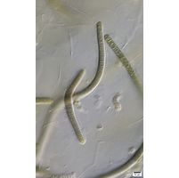 cf. Scytonematopsis