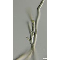 cf. Scytonematopsis