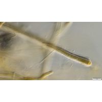 cf. Scytonematopsis